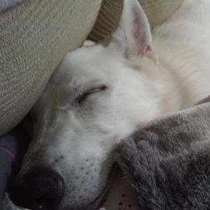 Meet your Posher, Gloria